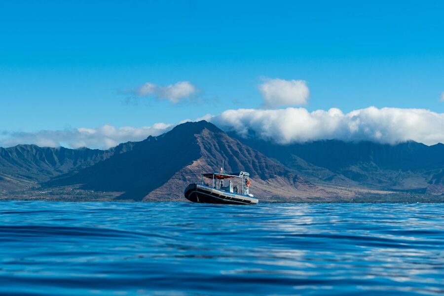 Swim with Wild Dolphins Oahu Speedboat Snorkeling Adventure! - Whale season adds a welcome bonus