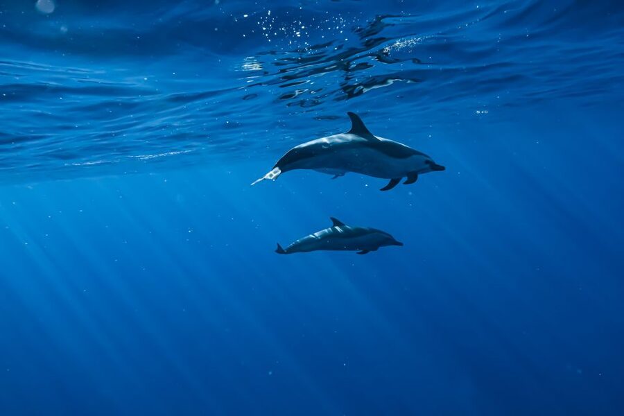 Swim with Wild Dolphins Oahu Speedboat Snorkeling Adventure! - Is $199 a fair price?