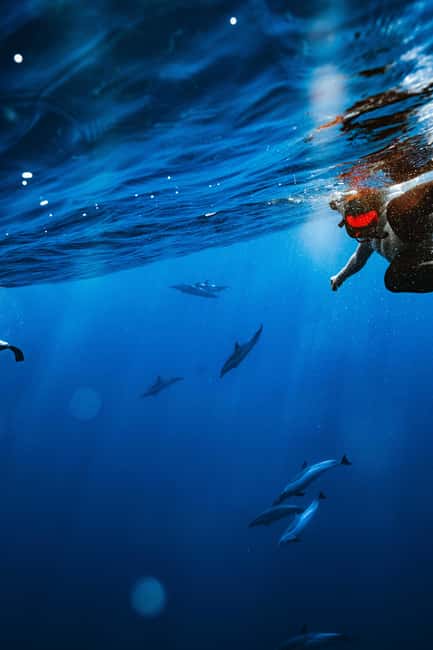 Swim with Wild Dolphins Oahu Speedboat Snorkeling Adventure! - Who should book this boat trip?