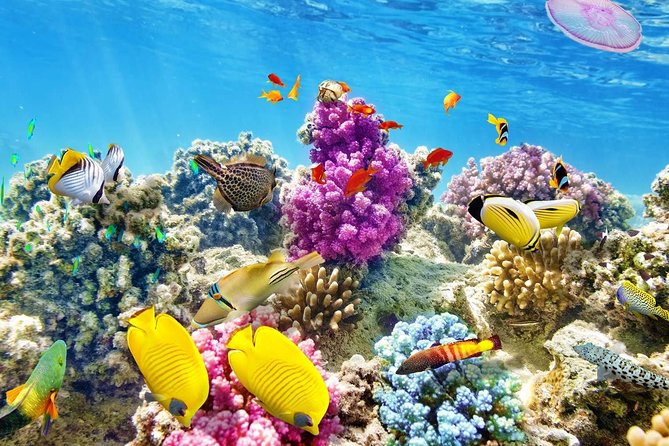 Swimming with Dolphin VIP Snorkeling Sea Trip With Lunch and Transfer - Hurghada - The morning pickup and transfer to the marina