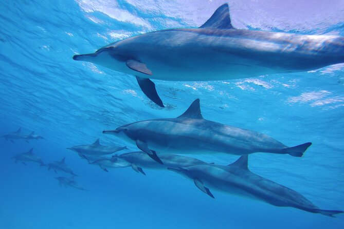 Swimming with Dolphin VIP Snorkeling Sea Trip With Lunch and Transfer - Hurghada - Dolphin watching and the question of animal welfare