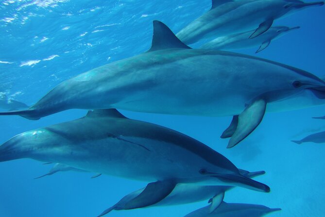 Swimming with Dolphin VIP Snorkeling Sea Trip With Lunch and Transfer - Hurghada - Cruising toward Dolphin House