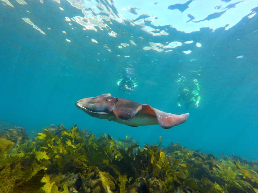 Sydney: Manly and Shelly Beach Snorkeling Tour - Key points to know before you book