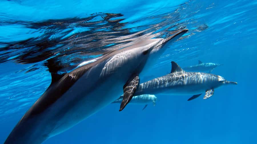 Tahiti island: 4 hours Snorkeling Tour - Key points before you book