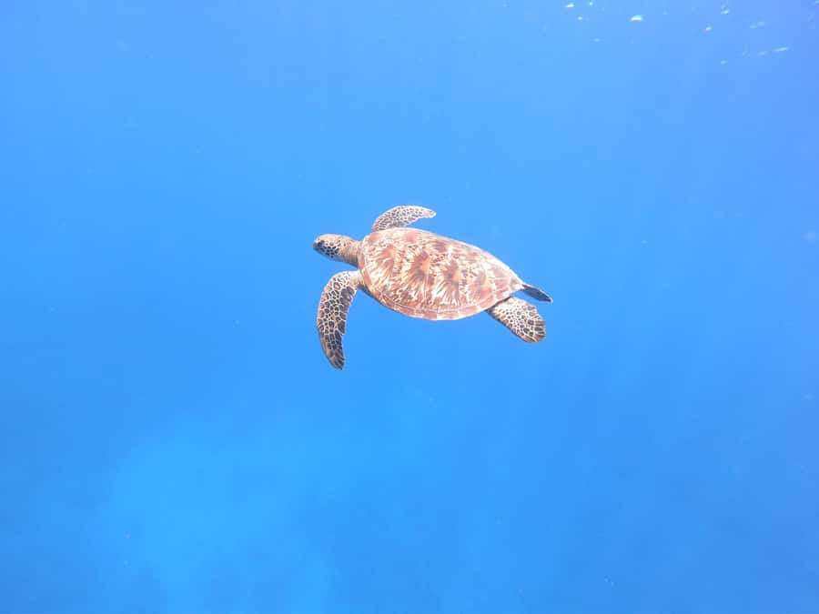 Tahiti island: 4 hours Snorkeling Tour - A four-hour look at Tahiti’s marine life