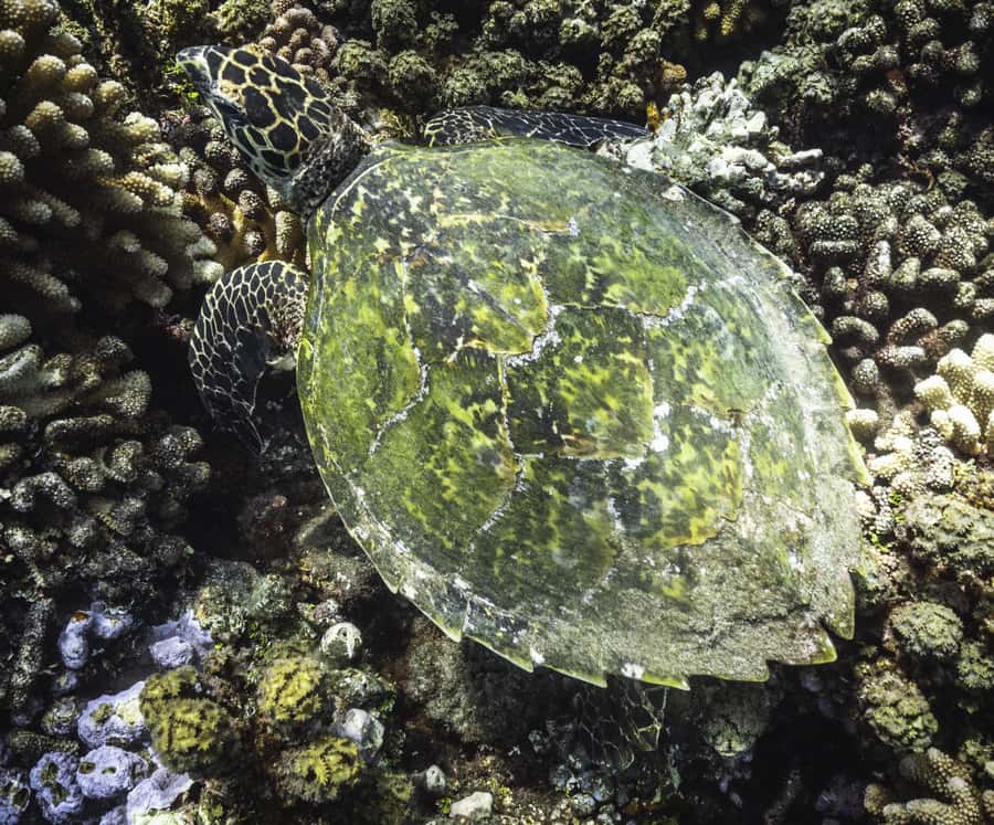 Tahiti island: 4 hours Snorkeling Tour - Is $187 a fair price?