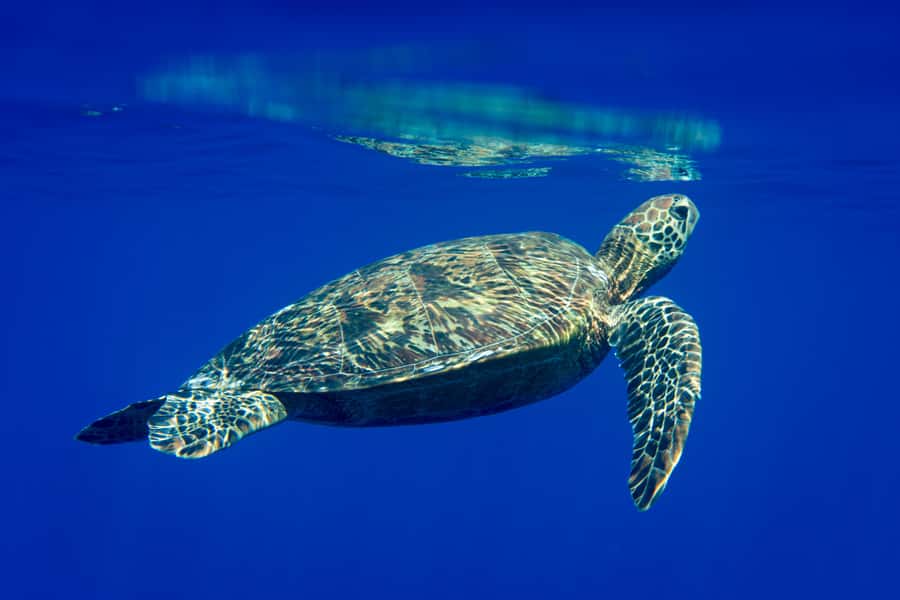 Tahiti island: 5 hours Snorkeling Picnic - Freshwater springs and the turtle encounter