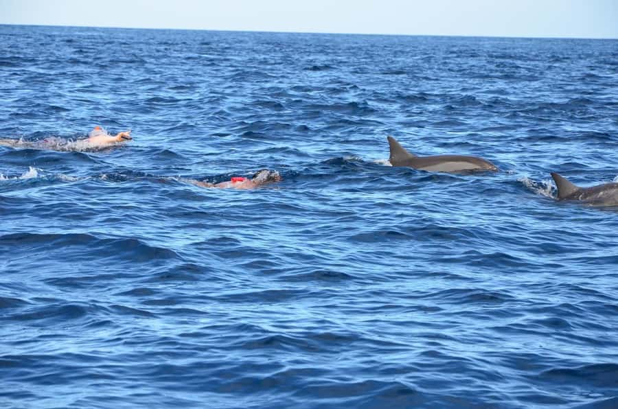 Tamarin: Dolphin Snorkel, CrystalRock, ile o Benitiers Lunch - Why this Tamarin boat trip works