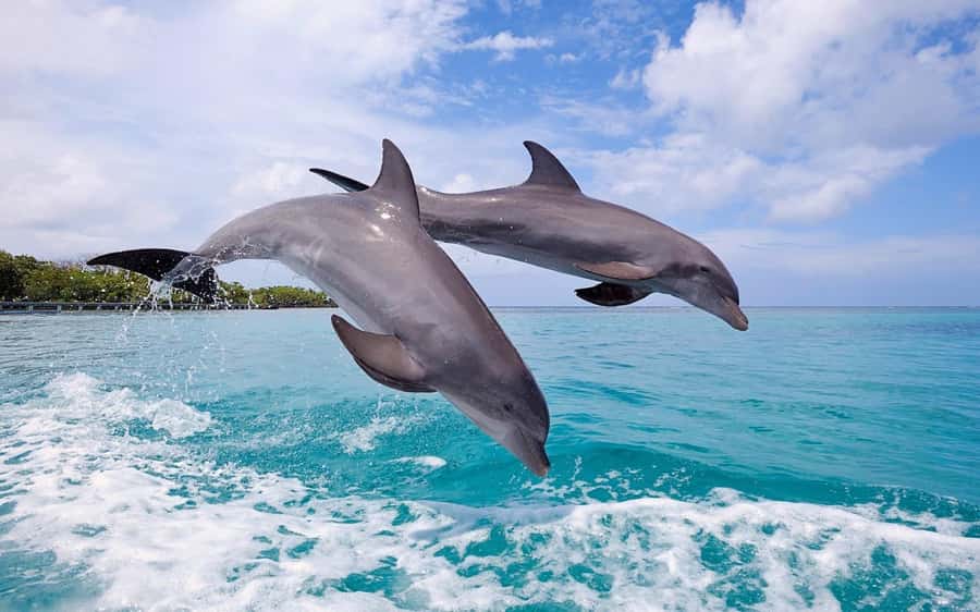Tamarin: Dolphin Snorkel, CrystalRock, ile o Benitiers Lunch - Lunch on Ile aux Benitiers