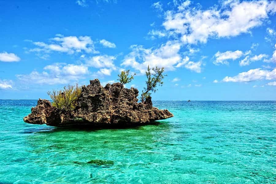 Tamarin: Dolphin Snorkel, CrystalRock, ile o Benitiers Lunch - Starting from Tamarin Public Beach