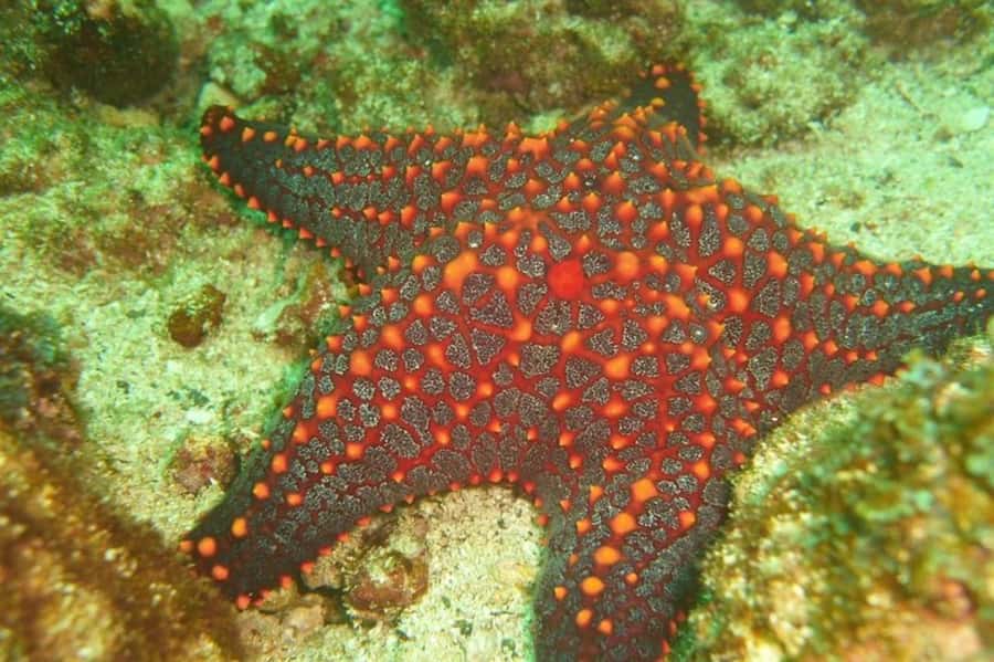 Tamarindo: Guided Snorkeling Tour with Marine Life Spotting - First swim: 50 minutes around the Catalina Islands