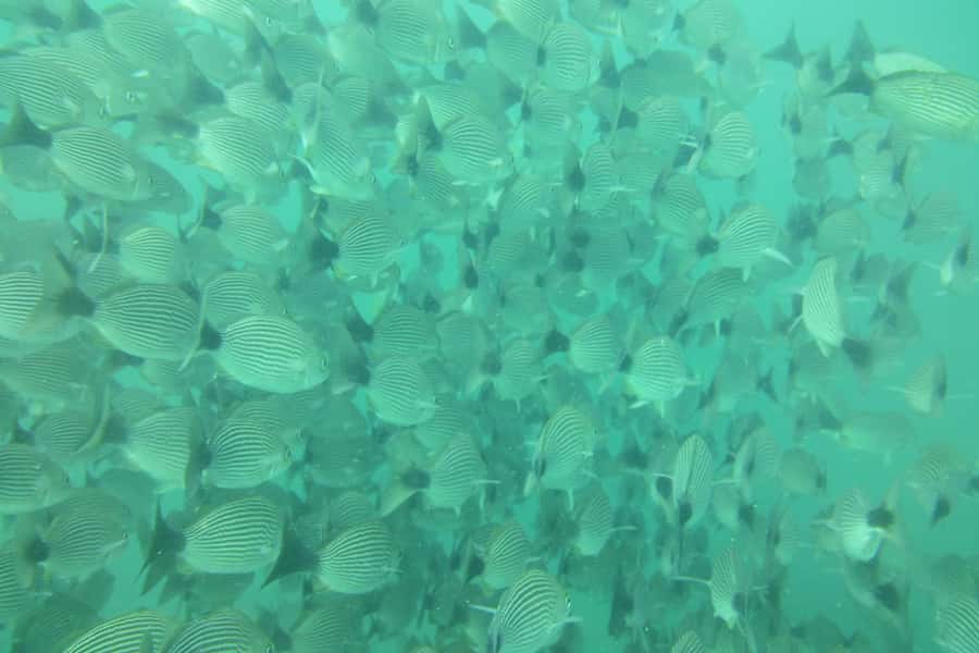 Tamarindo: Guided Snorkeling Tour with Marine Life Spotting - A 40-minute onboard pause with fruit and water