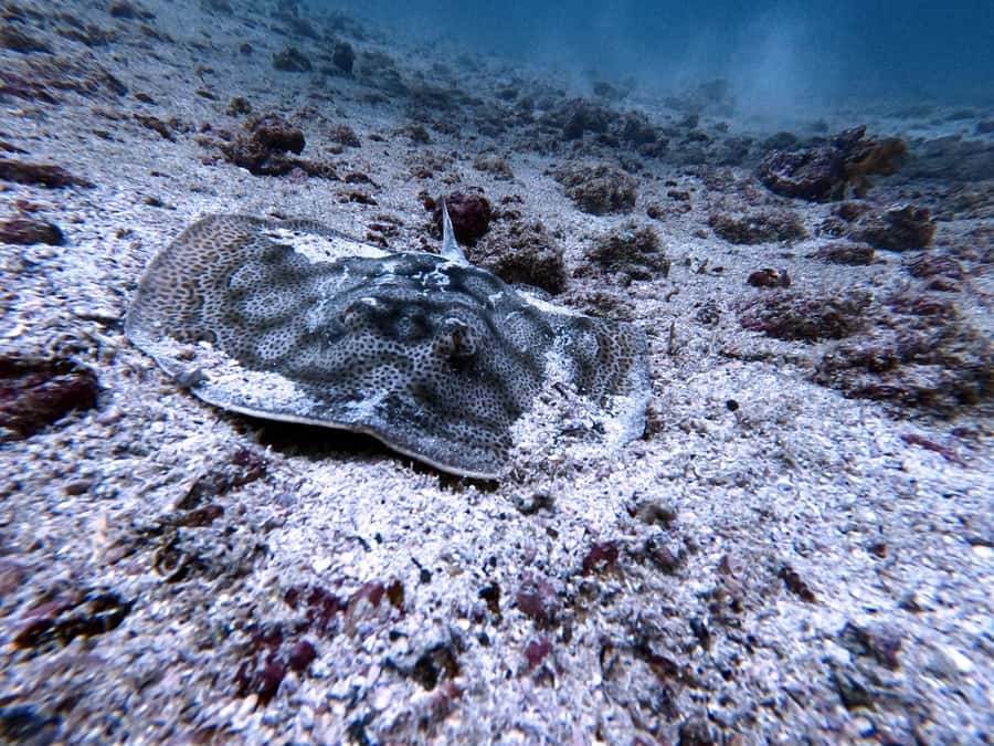 Tamarindo: Guided Snorkeling Tour with Marine Life Spotting - Second 50-minute swim and more marine life