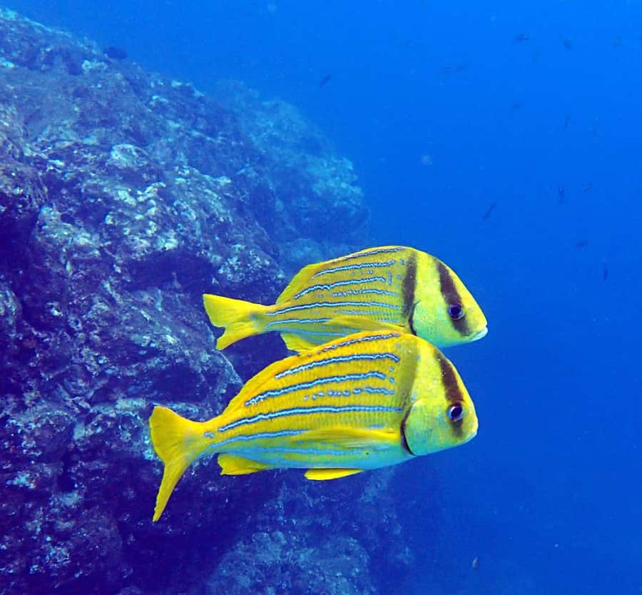 Tamarindo: Guided Snorkeling Tour with Marine Life Spotting - What the $95 price really includes