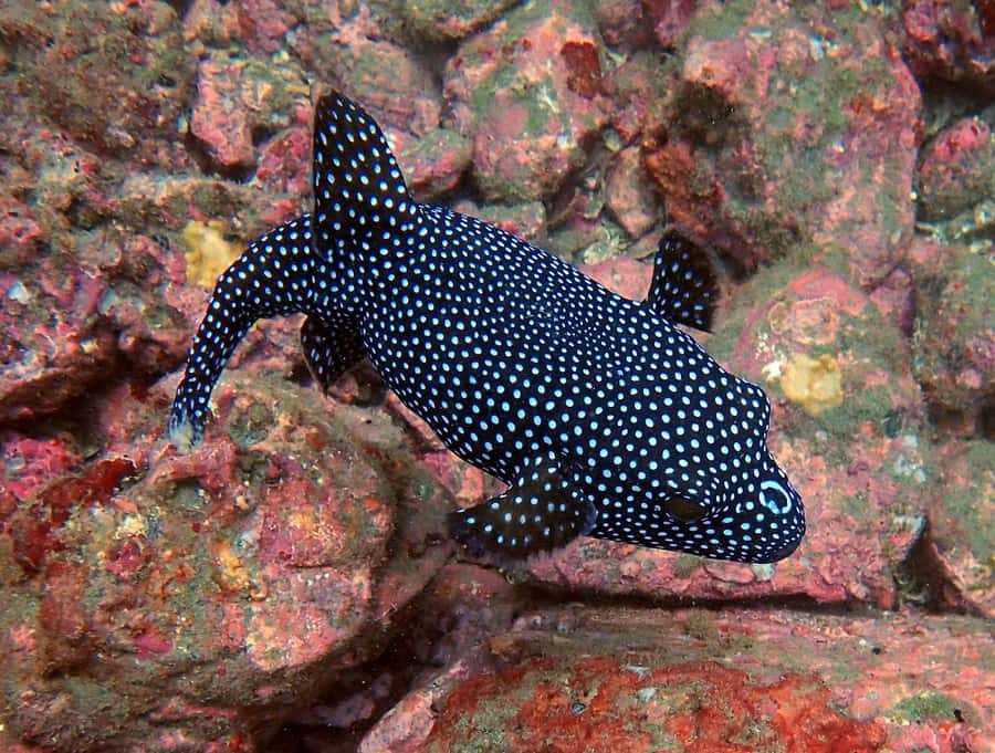 Tamarindo: Guided Snorkeling Tour with Marine Life Spotting - Who will enjoy this outing most