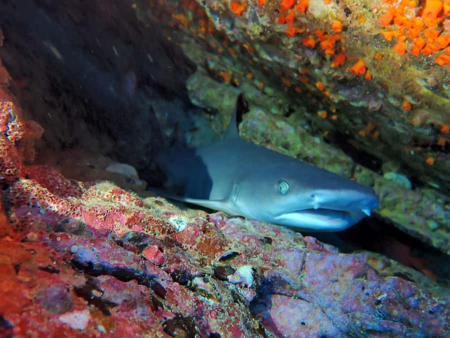 Tamarindo: Guided Snorkeling Tour with Marine Life Spotting - Useful preparation for a smoother morning