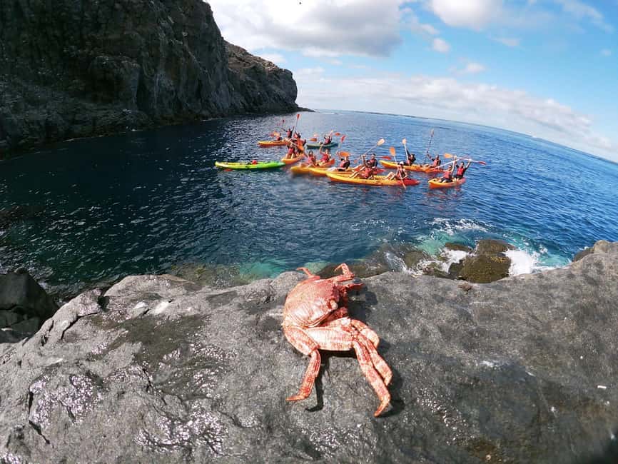 Tenerife: Eco Kayak & Snorkeling - The viewpoint break and the secret stop