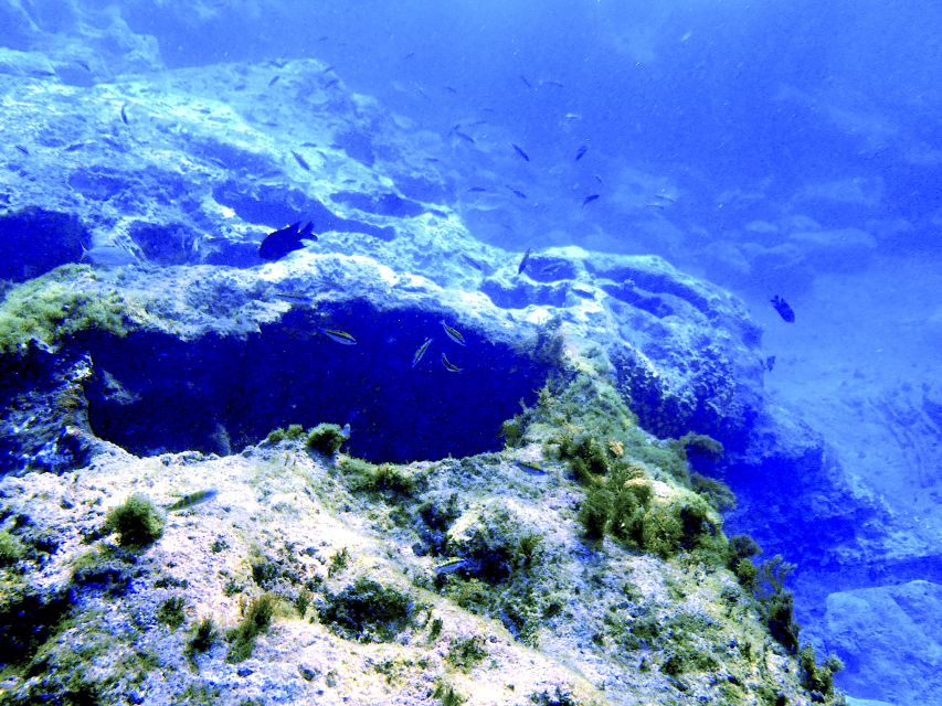 Tenerife Exclusive Snorkeling Trip with Marine Biologist - Meeting the team at Golf del Sur