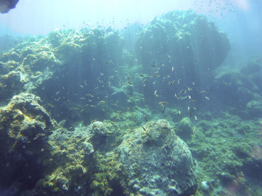 Tenerife Exclusive Snorkeling Trip with Marine Biologist - Choosing between shore and boat access
