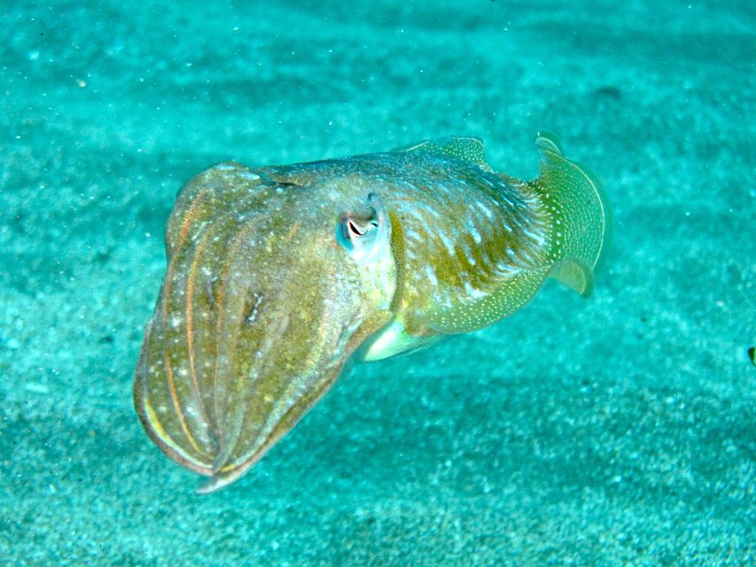 Tenerife Exclusive Snorkeling Trip with Marine Biologist - What the water session is like