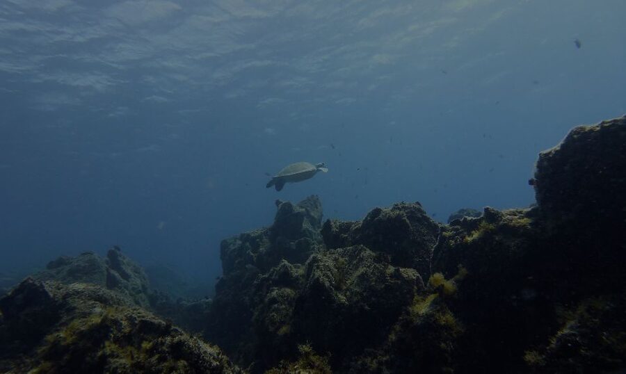 Tenerife Exclusive Snorkeling Trip with Marine Biologist - The return trip and possible wildlife sightings