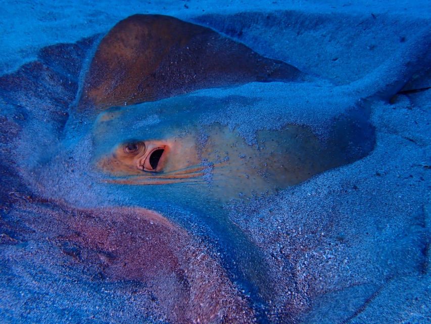 Tenerife: Half-Day Snorkeling Tour - Booking flexibility and the SCUBA option