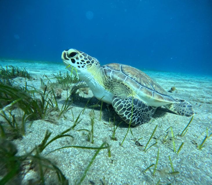 Tenerife: Half-Day Snorkeling Tour - The first 30 minutes: safety, equipment, and getting comfortable