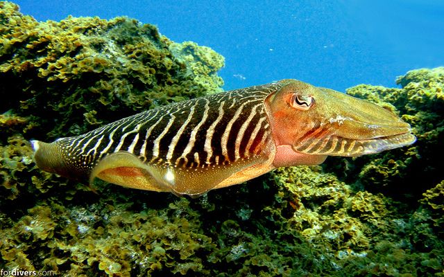Tenerife: Half-Day Snorkeling Tour - The one-hour guided snorkeling session