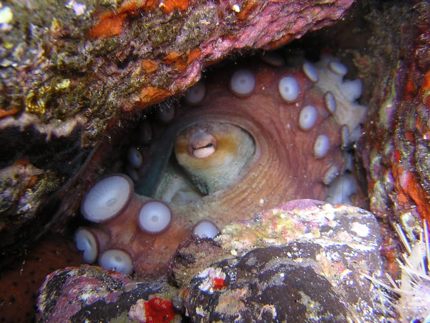 Tenerife: Half-Day Snorkeling Tour - Who should book this tour