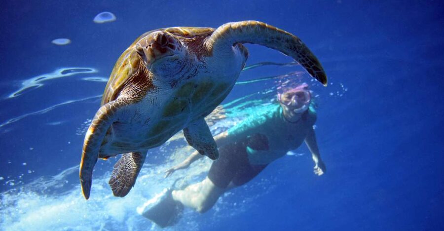 Tenerife: Kayak and Snorkel with Turtles, Wetsuits Included - Key points at a glance
