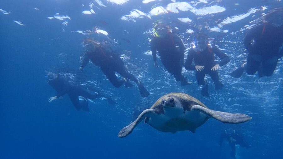 Tenerife: Kayak and Snorkel with Turtles, Wetsuits Included - Cueva de los Enamorados and the return paddle