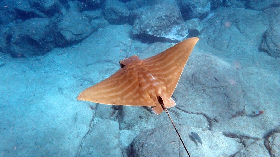 Tenerife: Kayak and Snorkel with Turtles, Wetsuits Included - Who will enjoy this activity most