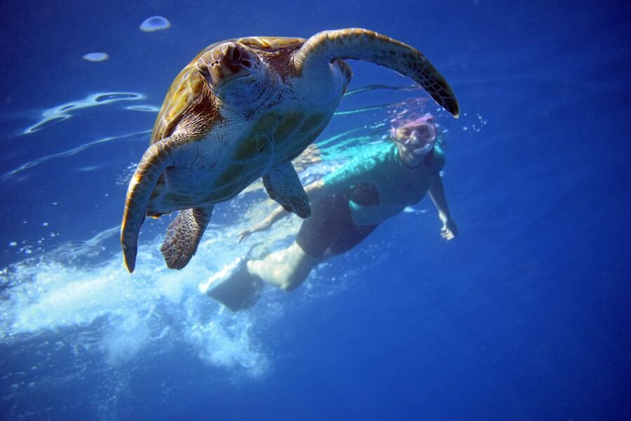 Tenerife: Kayak and Snorkel with Turtles, Wetsuits Included - One hour along Playa de Los Cristianos