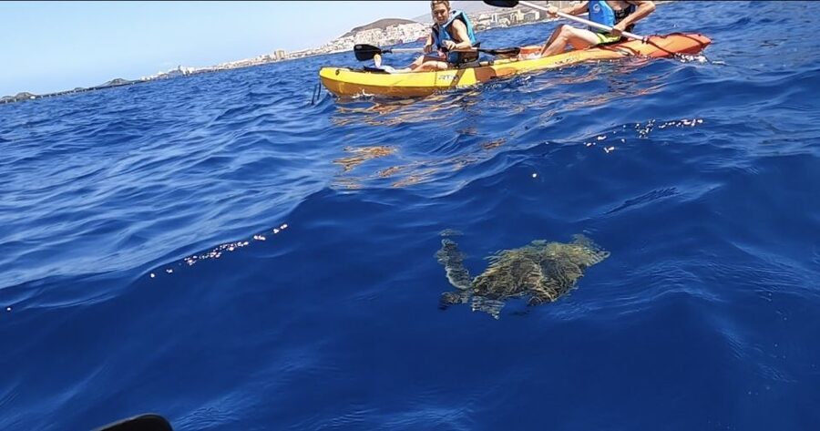 Tenerife: Kayak Safari and Snorkel in a Marine Reserve - Key points to know before booking