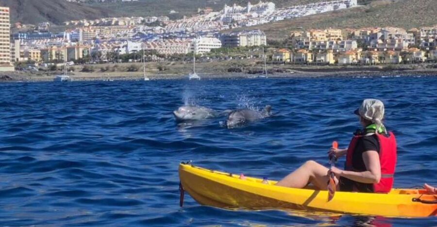 Tenerife: Kayak Safari and Snorkel in a Marine Reserve - Dolphins and turtles in open water