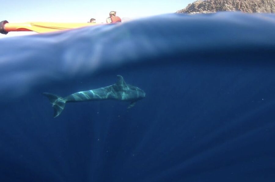Tenerife: Kayak Safari and Snorkel in a Marine Reserve - What the $29 price really buys you