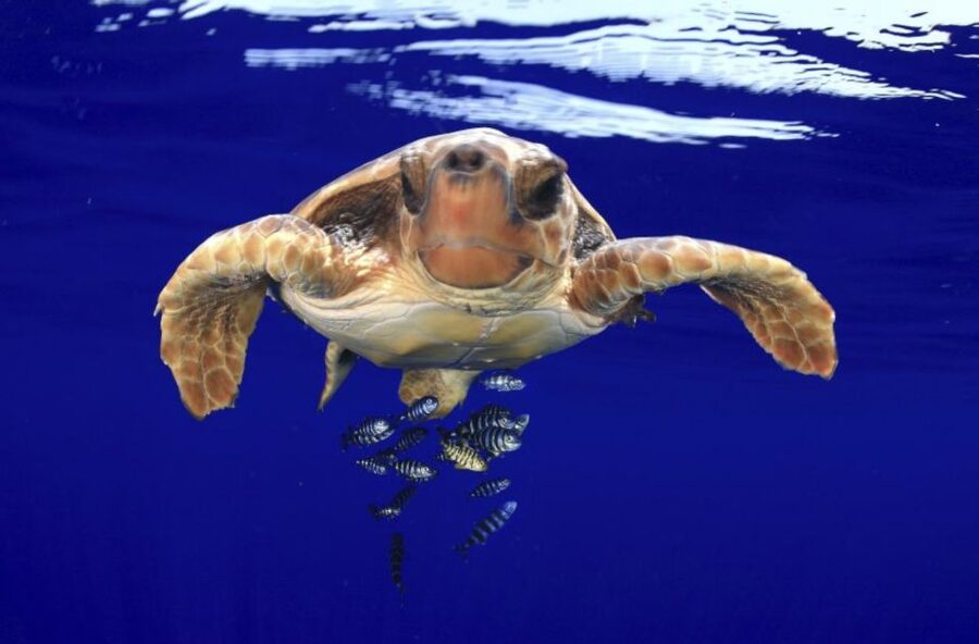 Tenerife: Kayak Safari and Snorkel in a Marine Reserve - Practical details that make the day easier
