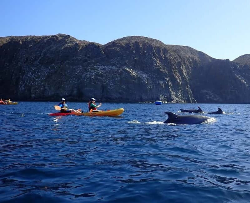Tenerife: Kayak Sea Safari with Snorkel and Snacks - Key points to know before you paddle