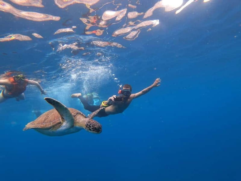 Tenerife: Kayak Sea Safari with Snorkel and Snacks - What the $41 price really gets you