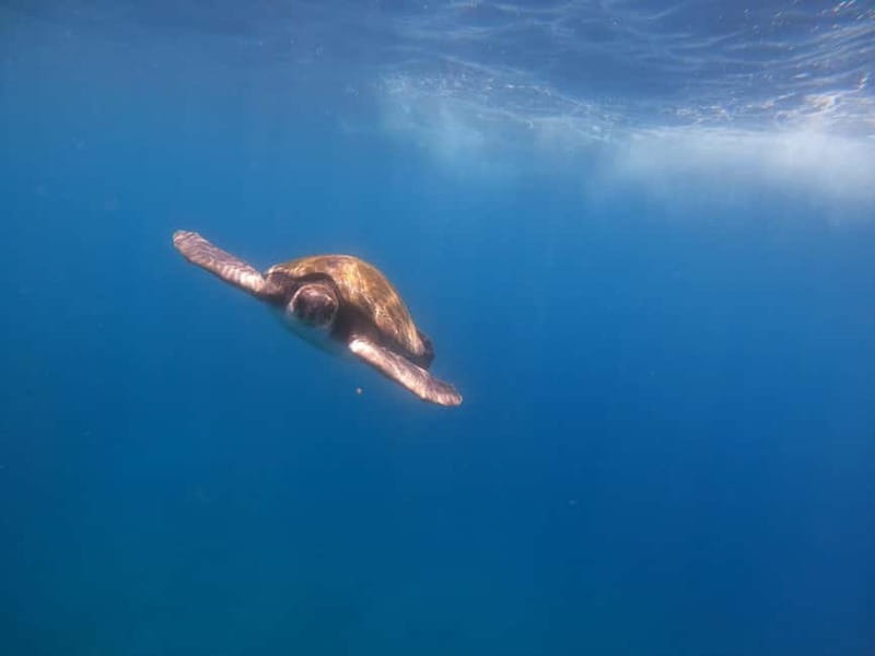 Tenerife: Kayak Sea Safari with Snorkel and Snacks - The first paddle along Los Cristianos Beach