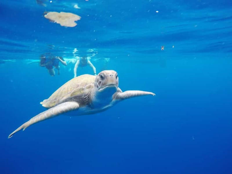 Tenerife: Kayak & Snorkel with Local Fauna, Photos Included - Starting beside Los Cristianos Beach