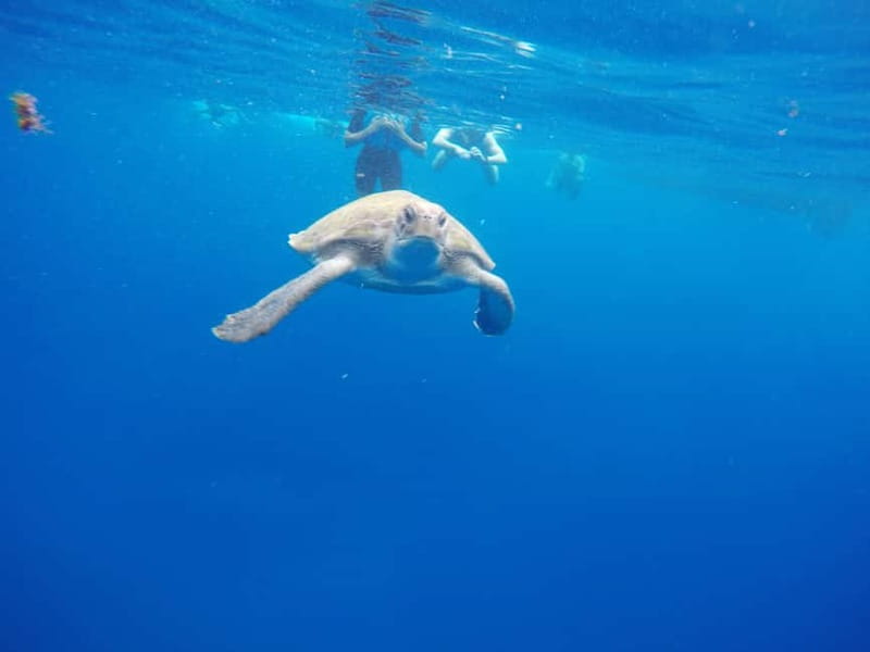 Tenerife: Kayak & Snorkel with Local Fauna, Photos Included - Looking for dolphins and other local wildlife
