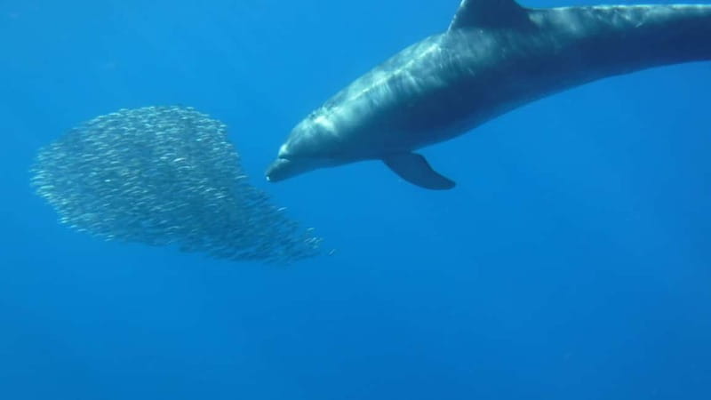 Tenerife: Kayak & Snorkel with Local Fauna, Photos Included - What the $36 price really includes