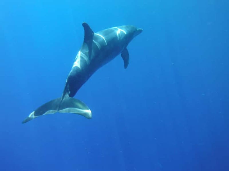 Tenerife: Kayak & Snorkel with Local Fauna, Photos Included - Paddling past Tenerife’s black volcanic cliffs