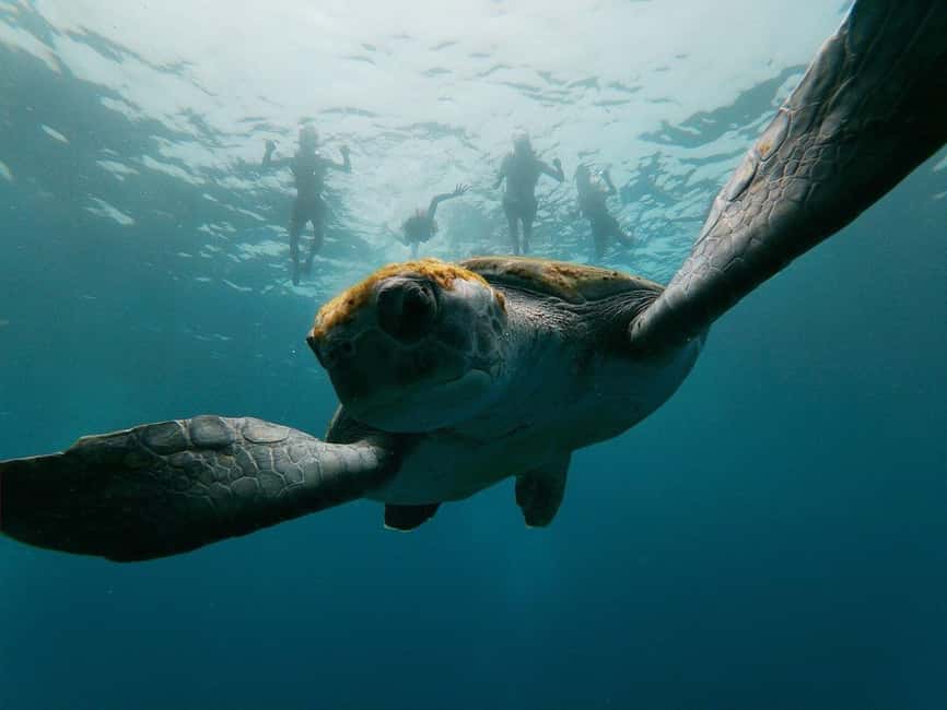 Tenerife: Kayak & Snorkeling, Marine Fauna Watching - Quick points before you book