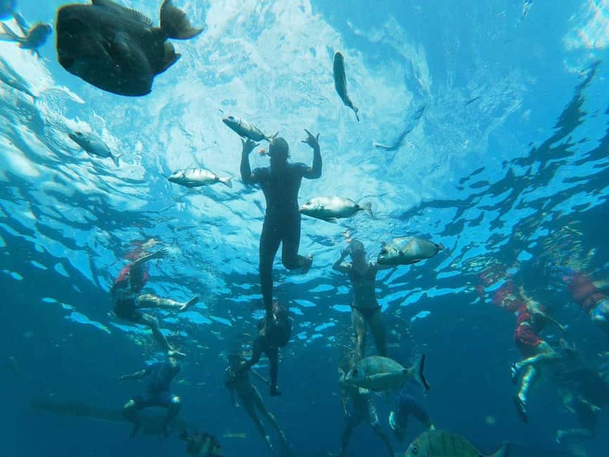 Tenerife: Kayak & Snorkeling, Marine Fauna Watching - Secret stops for turtles, dolphins, and fish