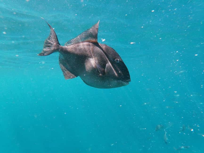 Tenerife: Kayak & Snorkeling, Marine Fauna Watching - Who will enjoy this Tenerife kayak trip?