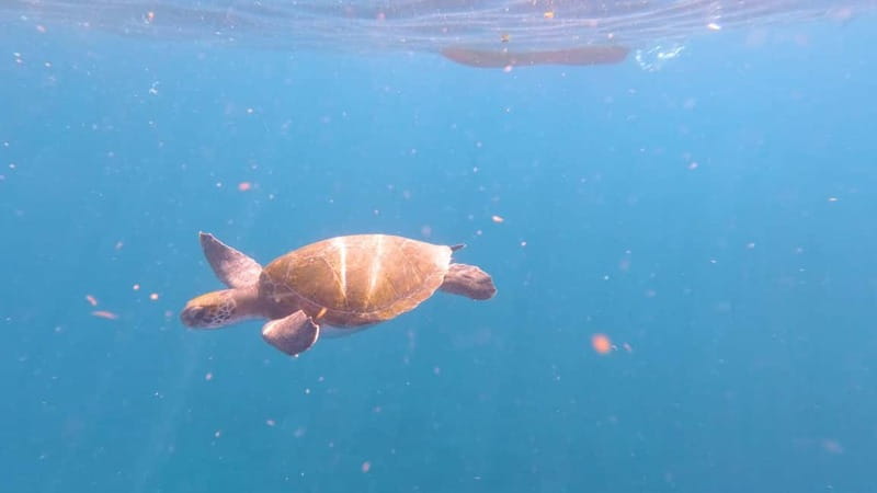 Tenerife: Kayak & Snorkeling Tour - Small Groups - Families, children, and first-time paddlers
