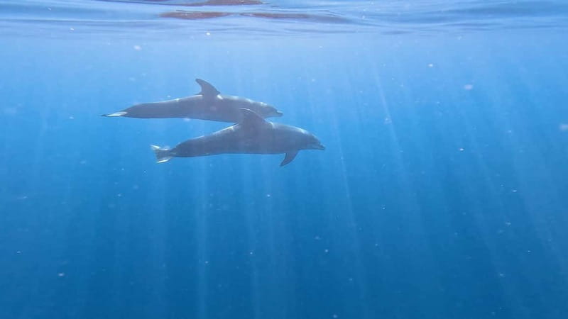 Tenerife: Kayak & Snorkeling Tour - Small Groups - Practical advice before you go