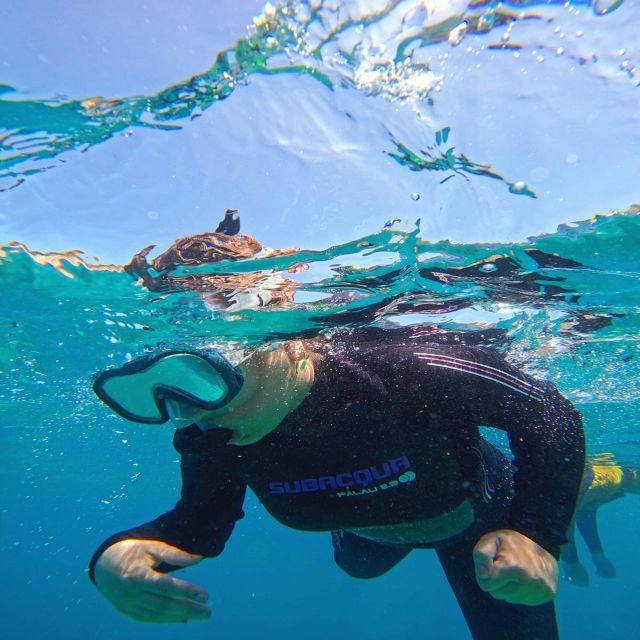 Tenerife: Puerto Colon Snorkel Safari by Speed Boat - Returning to Puerto Colón